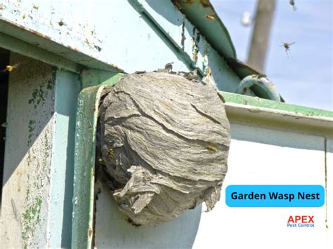 wasps nest removal sheffield